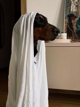 Panička začíná pomalu šílit z vánoční kolekce a jelikož je ten ateliér dost pidi (což já moc dobře vím, protože jsem se...